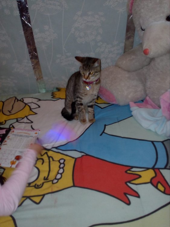 898092081_HkzdXZB-Imgur.thumb.jpg.e6f1ef1ef9f28127e9e25bd6d3d69ab9.jpg