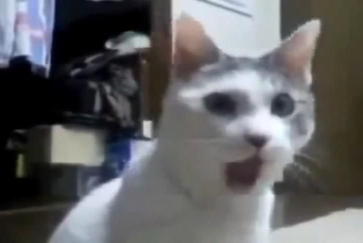 shockkitteh.jpg.c02afabf3ac5ed17b4b48d0d151abefd.jpg