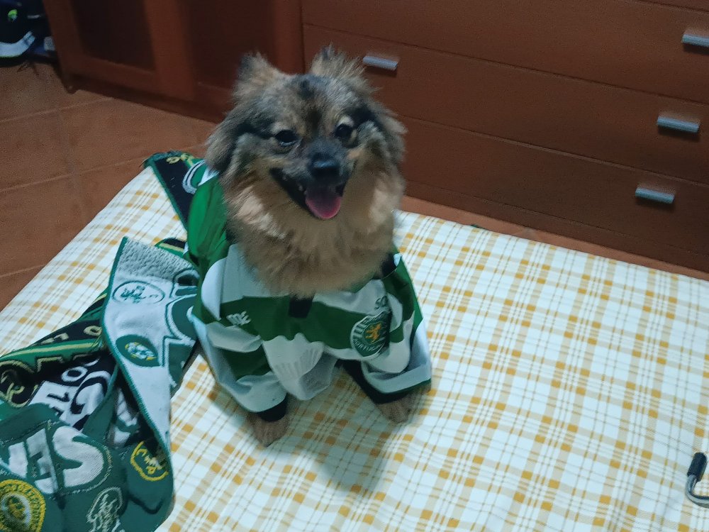 puskas scp.jpg