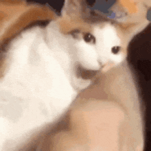 image.gif.487b5cd8a9affb739d53280a26c8065e.gif