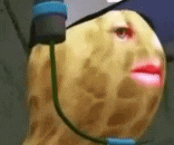 tenor.gif.1f7a455c02b3b69f2b8bb5532e4c6379.gif